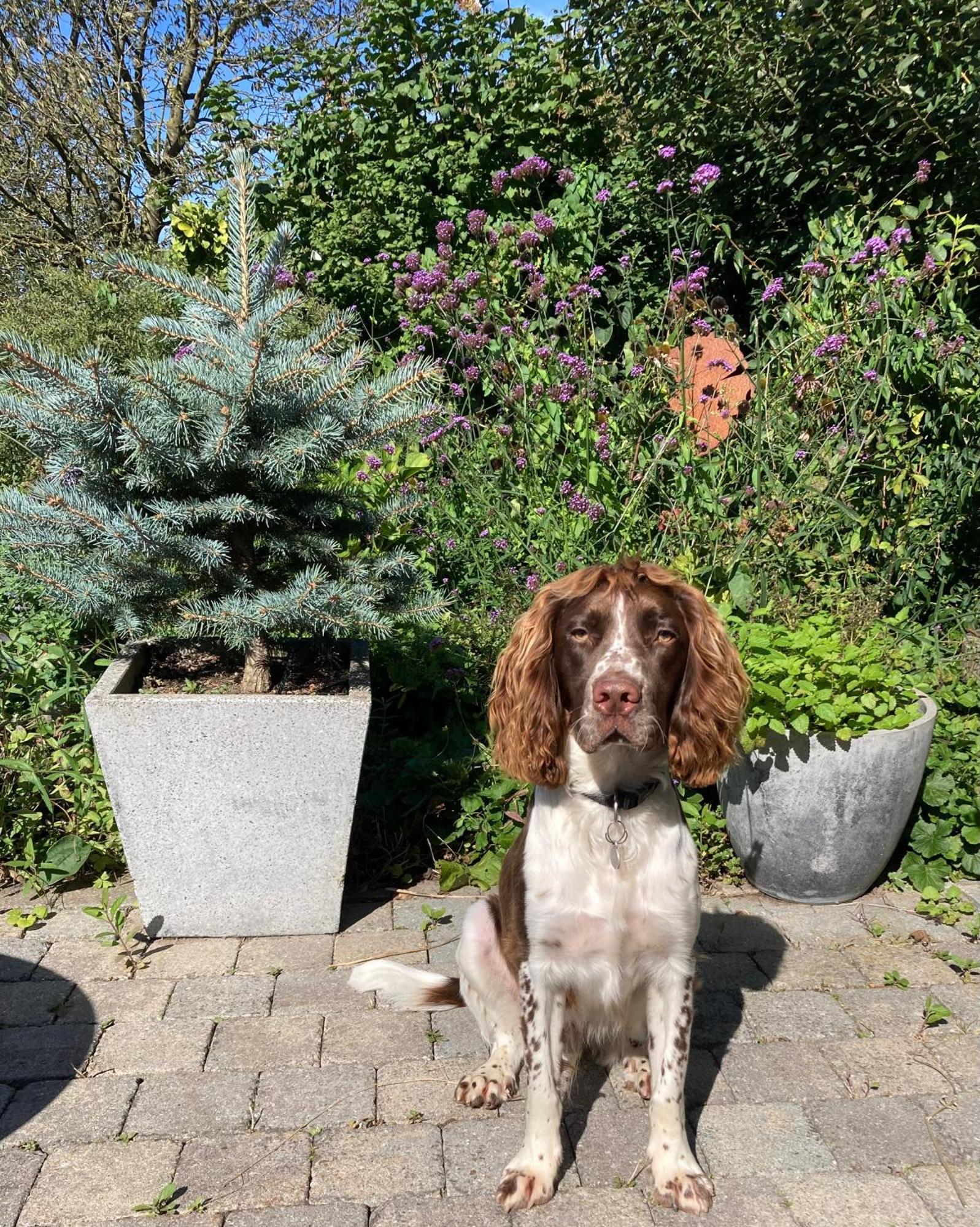 B&B Den Biesthoek Grimbergen Luaran gambar